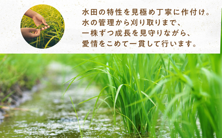 数量限定 13000円 新米農家のこしひかり 5kg お米 おこめ 米 コメ ごはん コシヒカリ ご飯 ブランド米 精米 令和7年 6か月 令和6年産 売り切れ 米 備蓄米 よりおいしい 愛知県 田原