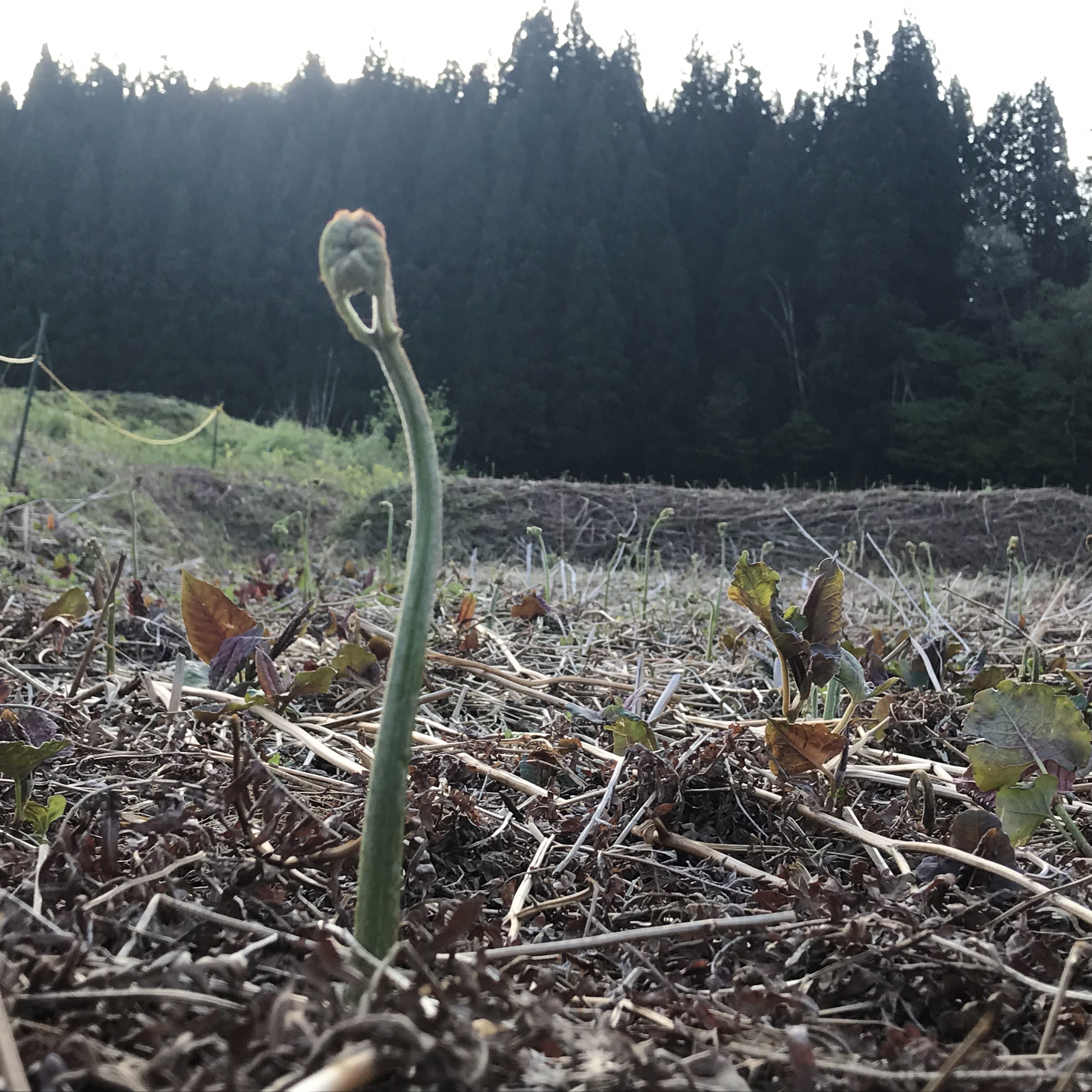 【先行予約・数量限定】採れたて山菜　生わらび2kg