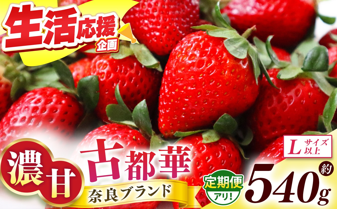 
                  【 先行予約 】定期便 も選べる！ 古都華 約540g （270g×2P）Lサイズ以上  |  【 定期便 2回 】 フルーツ くだもの 果物 いちご イチゴ ことか コトカ 古都華 苺 フレッシュ 果実 新鮮 ブランド苺 ストロベリー 冷蔵 希少 逸品  品種 旬 2月  産地直送 農家直送 お取り寄せ 送料無料 グルメ 芳醇な香り 西岡農園 奈良県 五條市
                