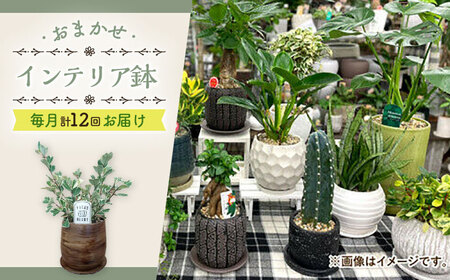 【年12回定期便 】インテリアグリーン [ACZZ010] 観葉植物 観葉植物 観葉植物 観葉植物 観葉植物 観葉植物 観葉植物 観葉植物