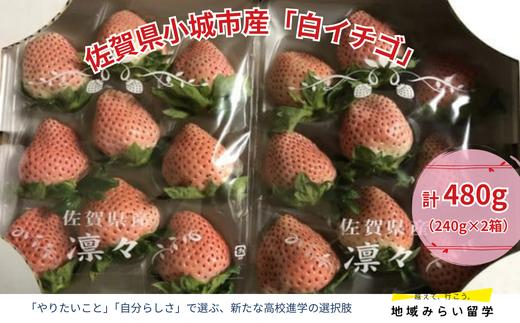 
            【先行予約｜イチゴ農家 凛々】佐賀県小城市産「白イチゴ」計480g（240g×2箱）
          