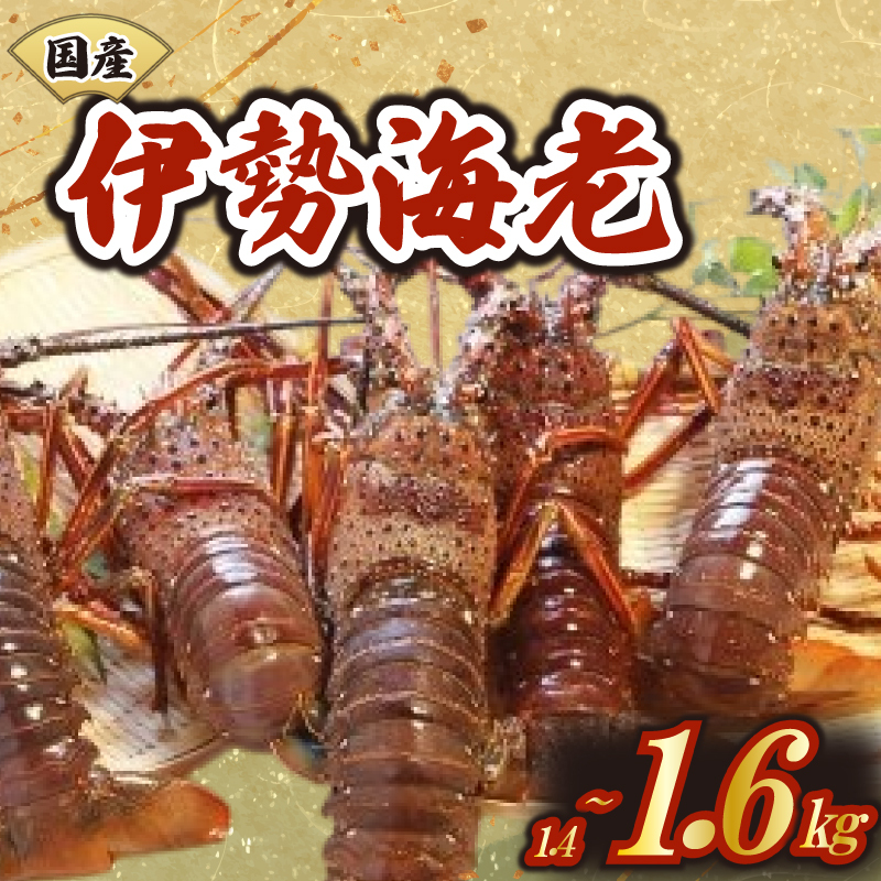 漁師が厳選 活伊勢海老2～6匹 【丸貴水産】