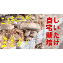【ふるさと納税】ニョキニョキ生える菌床が届く！お家で椎茸栽培キット