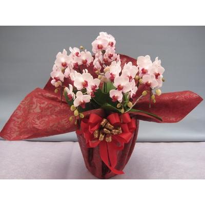 ふるさと納税 糸田町 【厳選】胡蝶蘭ピンクストロベリー5本立