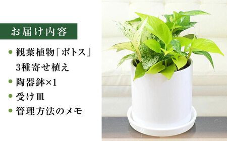 観葉植物ポトス 3種 円柱形 観葉植物 [ACYK039]
