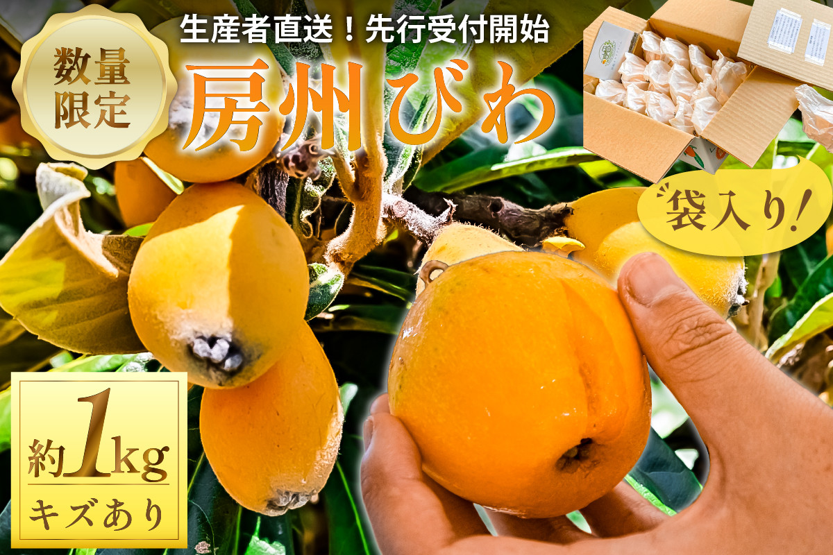 
            【2025年5月下旬～6月中旬発送予定】≪訳あり≫ 生産者直送 房州びわ1キロ袋入り（多少きずあり） mi0044-0013
          