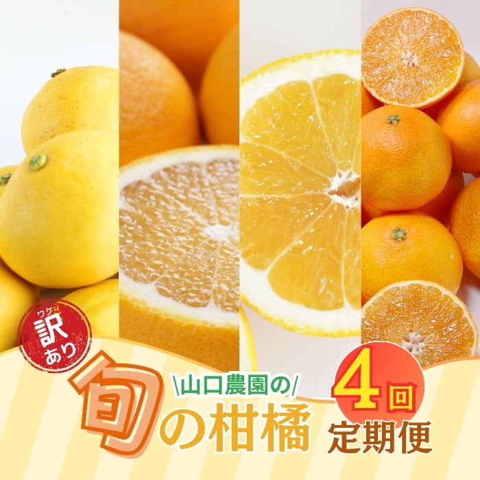 【ふるさと納税】 訳あり 年 4回 定期便 旬 の 柑橘 定期便 大容量 （ まどんな ・ 文旦 ・ 甘夏 ・ 河内晩柑 ）フルーツ 産地直送 農家直送 自宅用 サイズミックス 傷 紅まどんな 愛果28号 ぶんたん あまなつ 愛南ゴールド 和製 グレープフルーツ 愛媛県 愛南町 山口農園