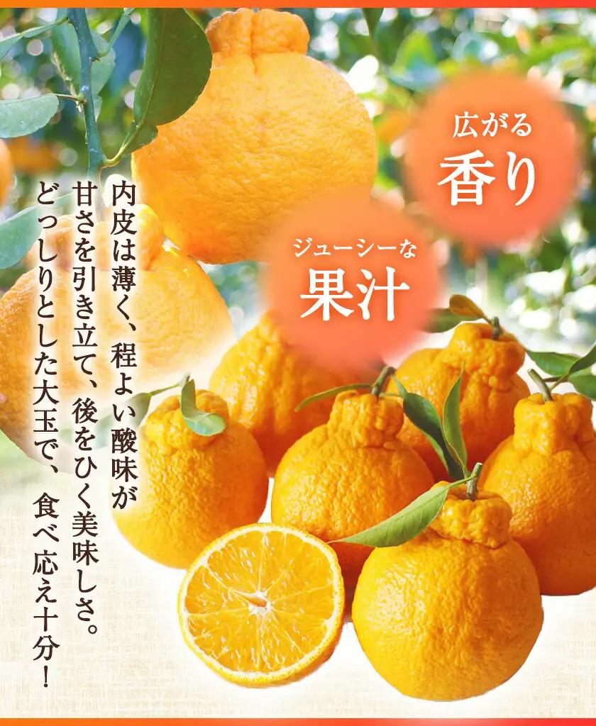 長期熟成 しらぬい 約3kg (9-18個) 不知火