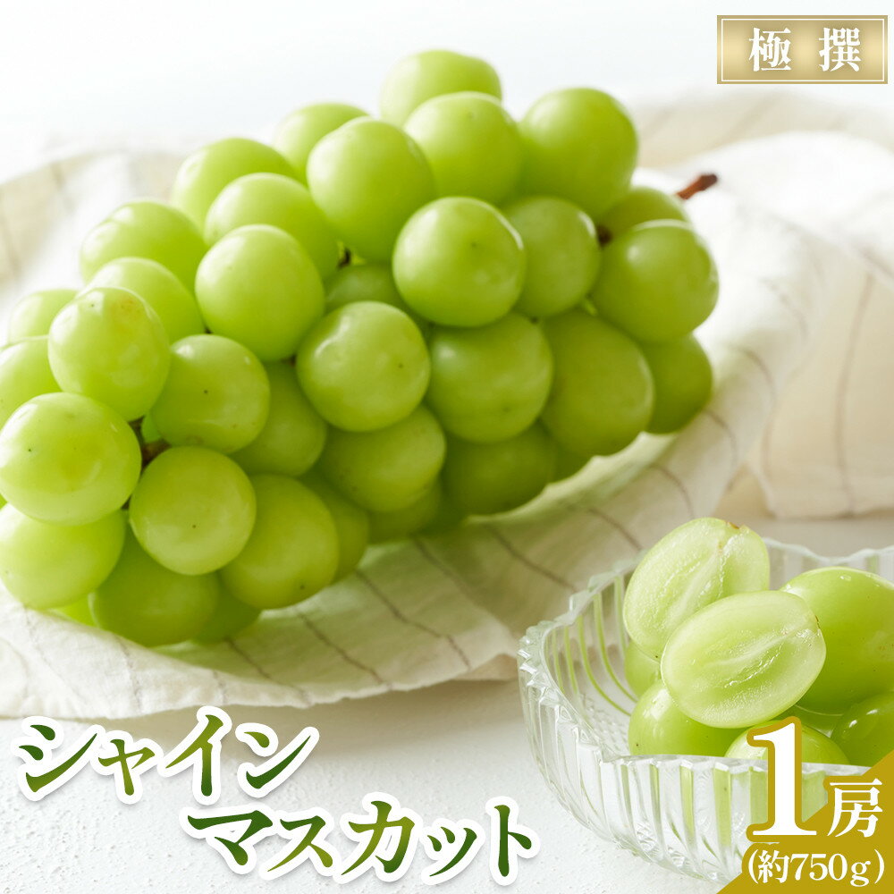【ふるさと納税】【2025年8月中旬より発送】極撰！大房シャインマスカット 1房 (約750g) | フルーツ 果物 くだもの 食品 人気 おすすめ 送料無料