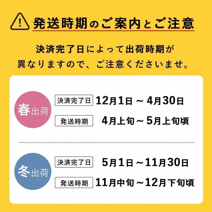 極上メロン「秘蔵っ娘」白玉(青肉)2個 メロン マスクメロン 果物 くだもの デザート 青肉 b5-037
