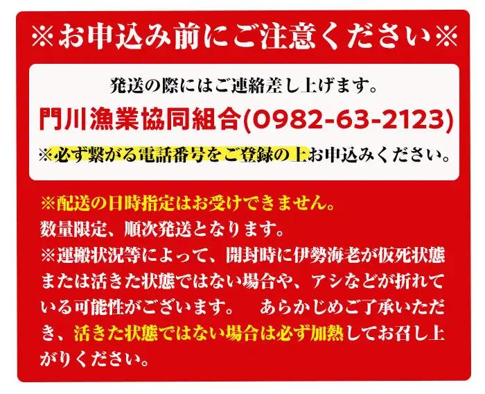 ＜数量限定＞天然！門川町産活き伊勢海老(計1kg・約2～3尾)海鮮 朝獲れ 国産【O-4】【門川漁業協同組合】