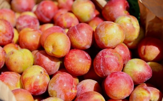 〈山形県南陽市の百姓がこだわって作った〉 まるで桃ドライ 約40g×2袋 『最上園』 プラム すもも 桃 ドライフルーツ 山形県 南陽市 [2285]
