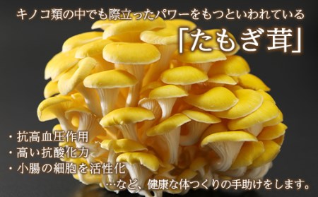 エルゴチオネイン含有 たもぎ茸濃縮エキス バイオゴッド 北海道産 エルゴチオネイン タモギダケ タモギタケ バイオゴット 国産 NP1-020
