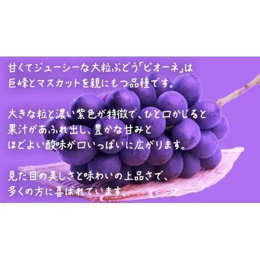 【桐箱入り】 ピオーネ １房【2026年7月上旬発送開始】(茨城県共通返礼品：大子町)