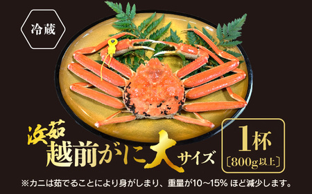 【11月発送】越前がに本場の越前町からお届け！浜茹で越前かに大サイズ（生で800g以上） × 1杯  [e68-x003_11] カニ かに 越前がに 越前ズワイガニ 越前かに 越前カニ 姿