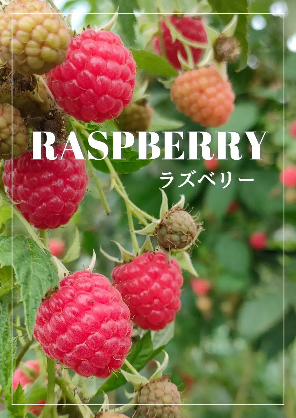冷凍ベリー2種セット ベリー 冷凍 セット
