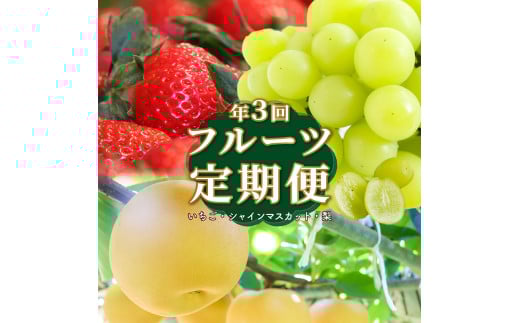 ＜フルーツ 定期便（全３回）＞ ［いちご シャインマスカット 梨］ ぶどう fruit 苺 おすすめ 旬 果物 くだもの 高知県 佐川町産