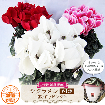 
                  過去に農林水産大臣賞等複数受賞…シクラメン　赤色+白色+ピンク系色　5号鉢×3鉢セット　底面給水鉢【1221876】
                