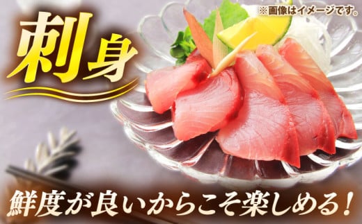 壱岐島産天然ヒラマサ（１０キロ台・丸もの） [JBS075]