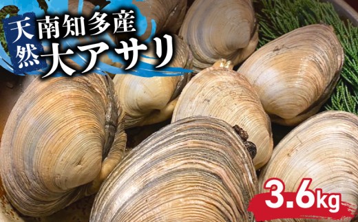 日間賀島産 大アサリ 3.6kg アサリ 貝類 魚介類 魚貝類 貝 あさり 愛知 南知多 海鮮 シーフード BBQ アウトドア