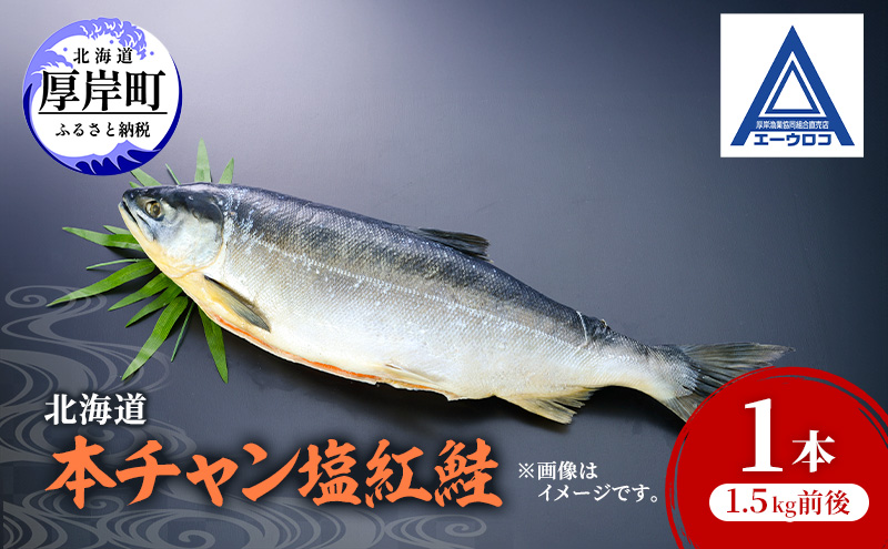 北海道 本チャン 塩紅鮭 1本 1.5kg前後 [ 鮭 サケ 紅鮭 紅サケ 魚 産地直送 焼き魚 ]