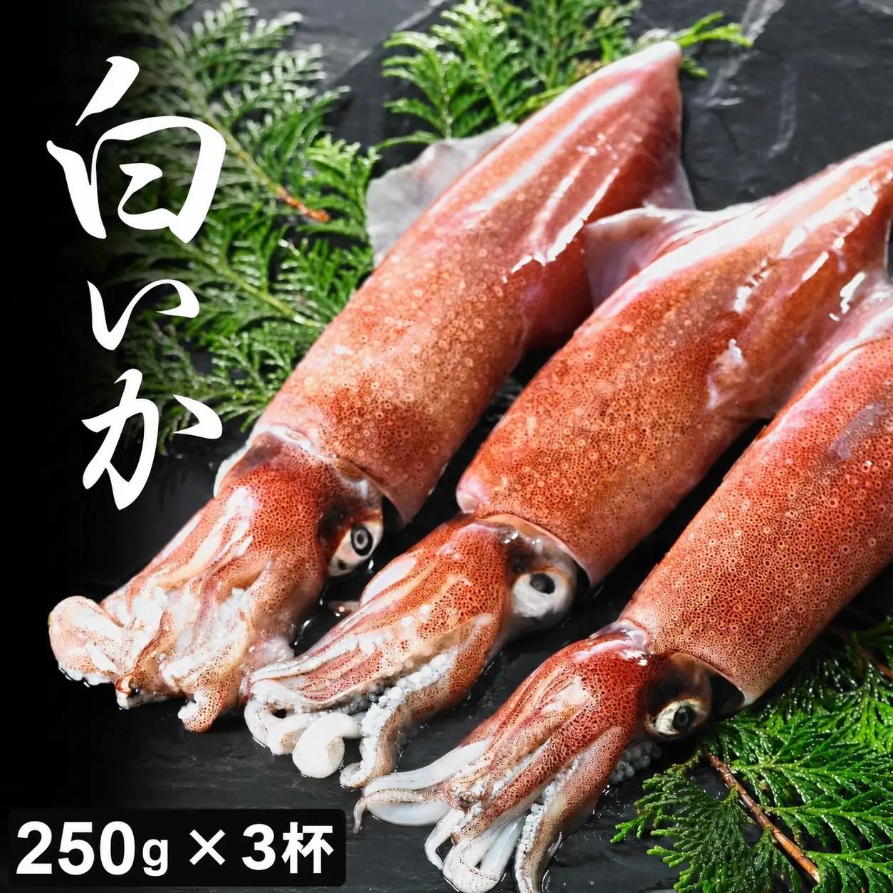 白いか丸ごと 250g×3杯セット イカ