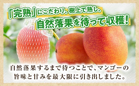 【期間・数量限定】宮崎特産品　宮崎県産完熟マンゴー　3L×2個