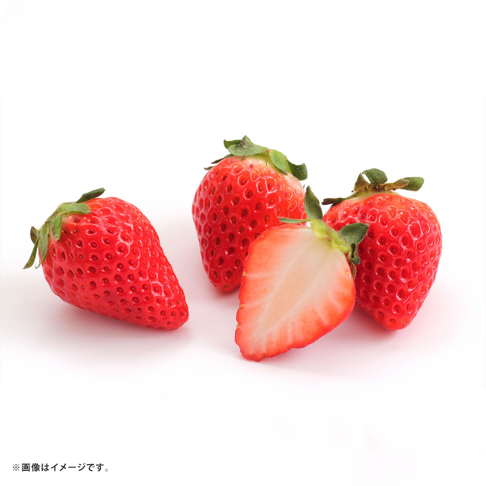 【ふるさと納税】＜選べる内容量＞ いちご 計約1kg（250g×4パック） / 計約2kg（250g×8パック） イチゴ 苺 フルーツ くだもの 果物 果実 デザート 冷蔵 熊本県産 国産 九州 熊本県 熊本市 送料無料 【2027年1月上旬～2月上旬発送予定】