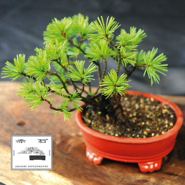 【ふるさと納税】 赤石の泉 赤石五葉松（鉢植え） I-29【現品限り】【配送地限定】
