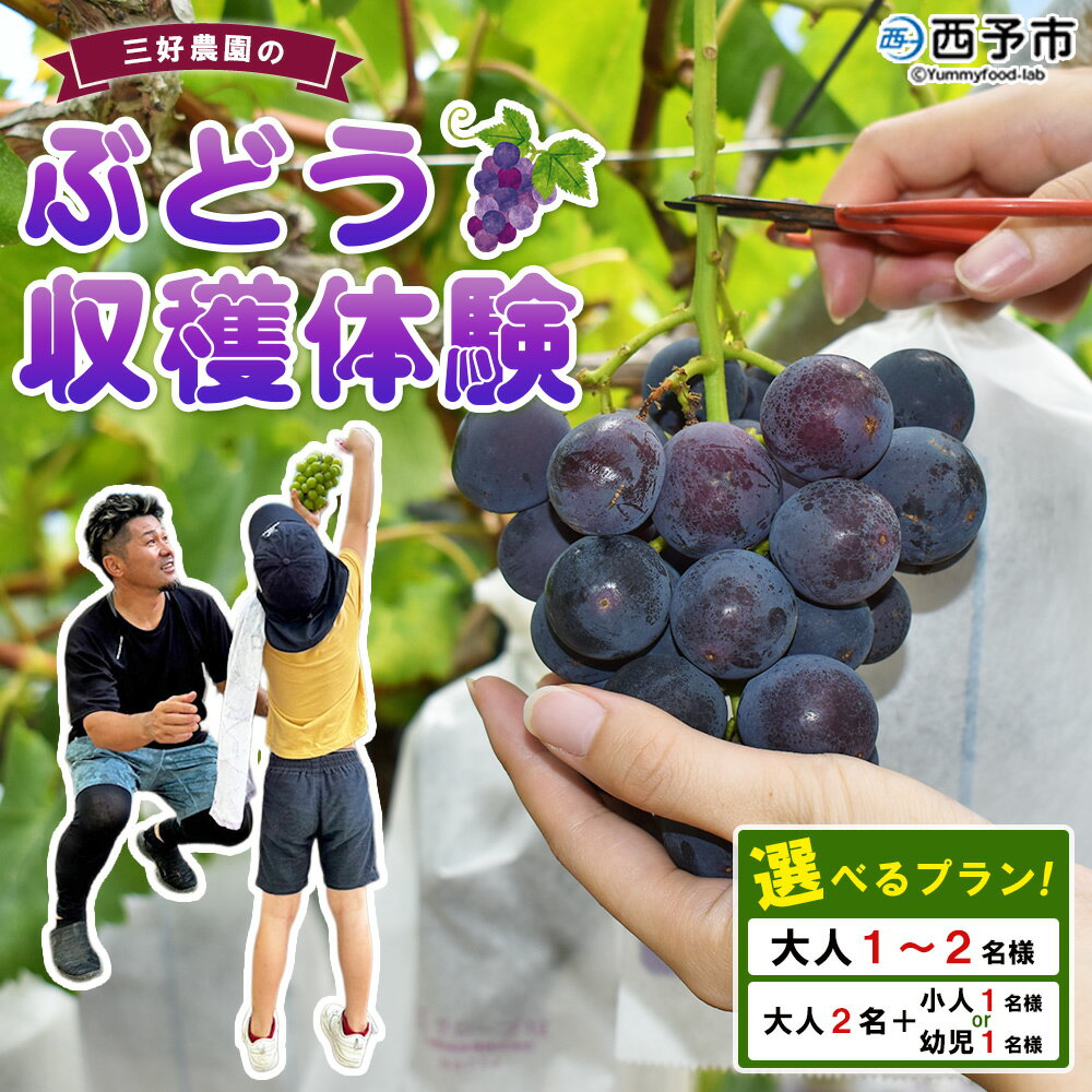 【ふるさと納税】＜三好農園のぶどう収穫体験チケット（選べるプラン）＞ 幼児～大人 宇和ぶどう 葡萄 ブドウ 収穫 ぶどう狩り デラウェア ハニービーナス ブラックオリンピア ピオーネ シャインマスカット 巨峰 旅 トラベル 観光 特産品 西予市観光物産協会 愛媛県 西予市