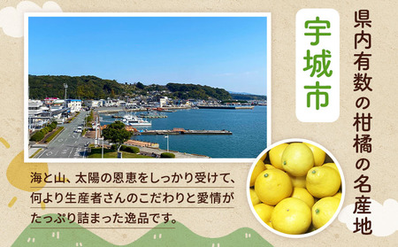 【先行予約】熊本県宇城市産 パール柑 約10kg 【2026年2月上旬から4月中旬発送予定】文旦 柑橘 フルーツ 果物 果実 みかん 蜜柑 ミカン
