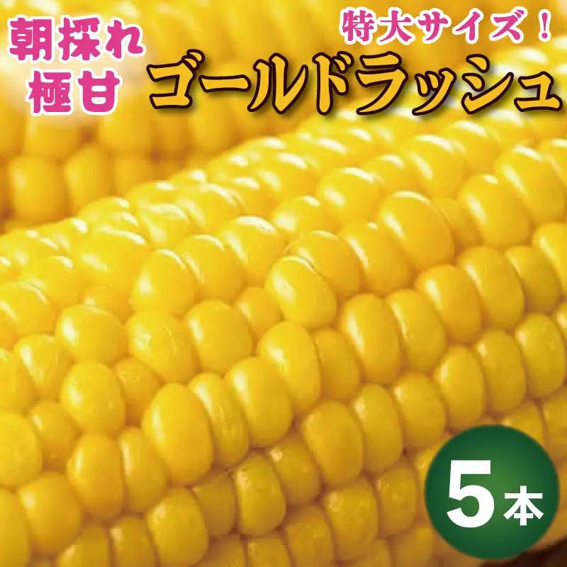 【2026年6月発送】 ゴールドラッシュ 5本 とうもろこし