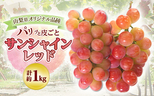 【2026年発送 先行受付】山梨県オリジナル新品種サンシャインレッド!【計1kg程度】【配送不可地域：離島】