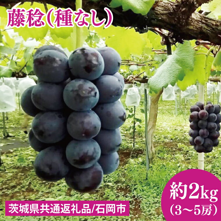 【ふるさと納税】【2026年7月下旬～8月中旬発送】藤稔（種なし）約2kg（3～5房）（茨城県共通返礼品/石岡市） ぶどう 葡萄 フルーツ 果物 くだもの 水戸市 茨城県（MF-8）