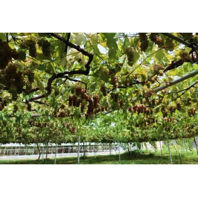 ふるさと納税 高畠町 【高畠ワイナリー】高畠氷結搾りデラウェア  白・極甘口 |  | 01
