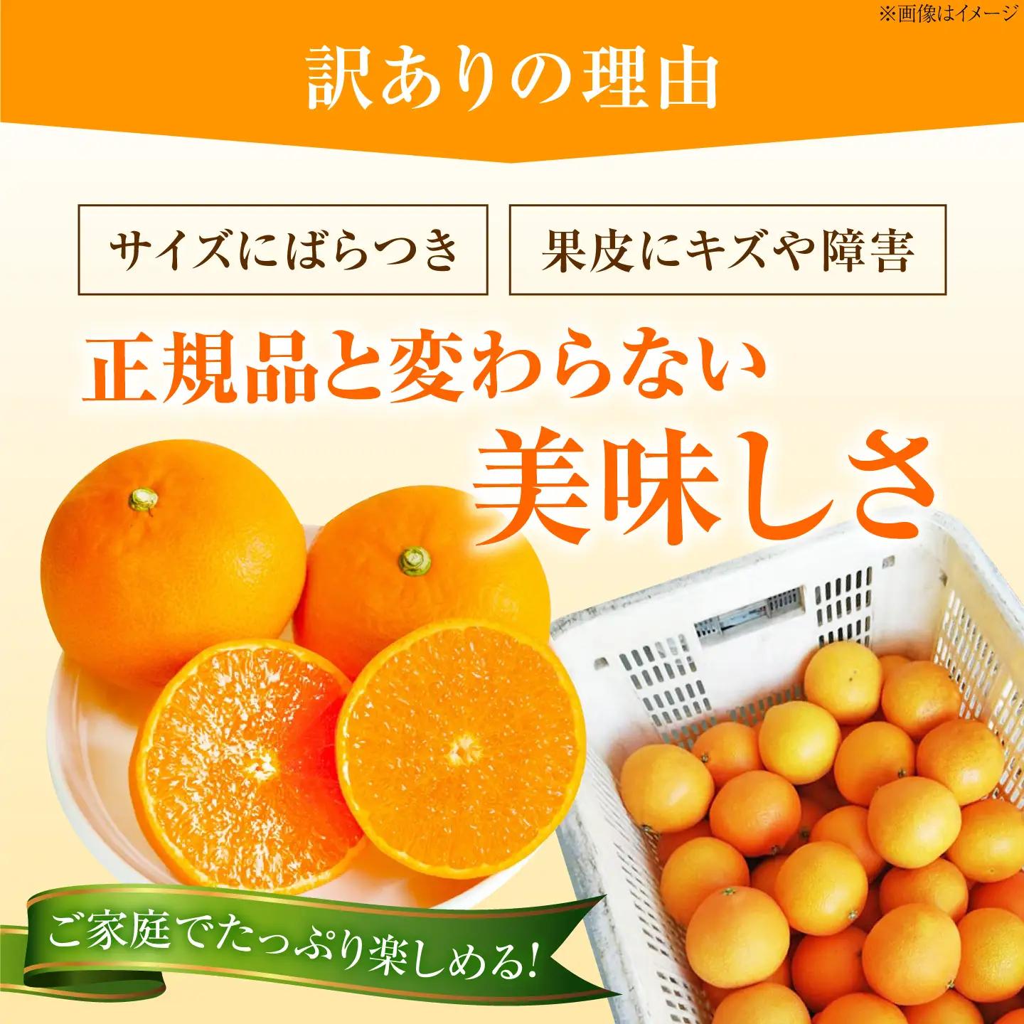 みかん 訳あり 愛果28号 約1kg【12月上旬から2月下旬まで順次発送】 / フルーツ 果物 蜜柑 ミカン オレンジ 訳あり 訳アリ 小玉 甘い 先行予約 約1kg 愛媛 / 愛媛県砥部町/西岡さん
