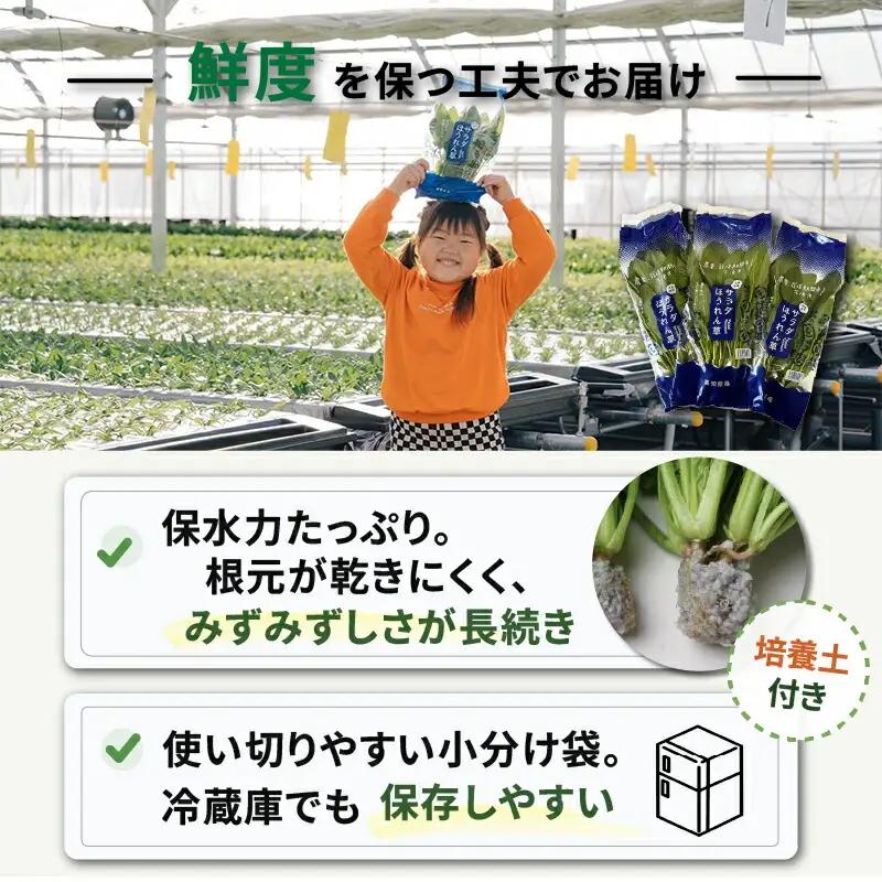 2種セット サラダみずな ルッコラ サラダセット | 水菜 水耕 栽培 新鮮 葉物 野菜 ドレッシング 南国市