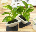 【ふるさと納税】エコ観葉植物 「TRY ANGLE」　観葉植物 おしゃれ 卓上 インテリア ポトス 送料無料 静岡県 富士宮市