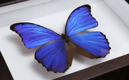 昆虫標本箱（ドイツ箱） モルフォ蝶 1頭入 ／ 標本箱 箱 ケース 標本 蝶 蝶々 インテリア オブジェ