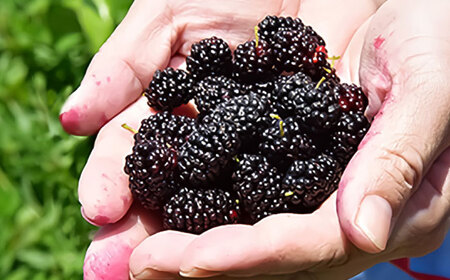 発酵桑の実 ジャム 2個セット（100g×2） 【株式会社 峯樹木園】[AYBM011]