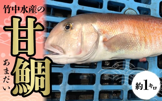 
            竹中水産の「甘鯛」(赤又は白)約1キロ＜D22-260＞_ 鯛 たい タイ 甘鯛 魚介 海鮮 国産 産地直送 冷蔵 白身 グジ グルメ おすすめ 人気 愛媛県 1kg あまだい 【1075512】
          
