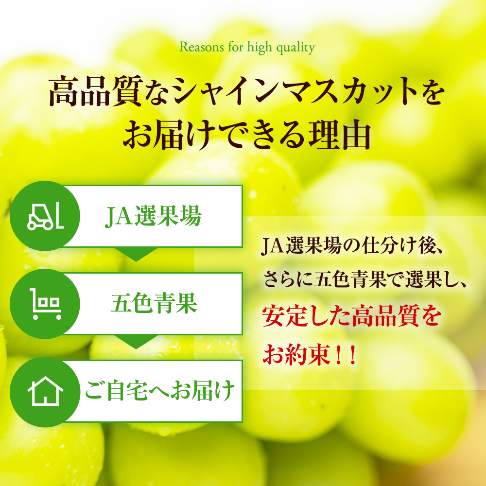 大粒 特選 大房シャインマスカット 約750g 1房 ぶどう 果物 フルーツ 種なし