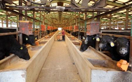 【A4ランク未経産黒毛和牛】黒毛和牛盛り盛り焼き肉♪三角バラ・肩ロースセット(指宿育ち！)(Meat you/077-1017)