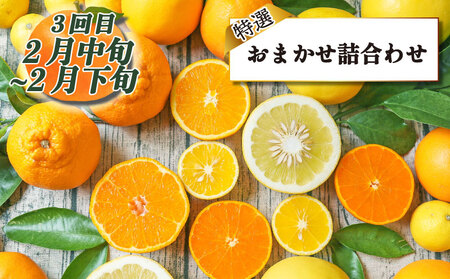 特選 旬の柑橘 定期便 全4回 贈答用 愛果28号 媛小春 ダイヤオレンジ 黄金柑 フレッシュつちやま 大谷伊予柑 果物 フルーツ 柑橘 みかん プレゼント ギフト 産地直送 数量限定 国産 愛媛 宇