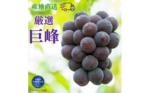
                  【2026年先行予約】 巨峰 2kg 3kg （茨城県共通返礼品・かすみがうら市産） ／ 巨峰 きょほう キョホウ 葡萄 ぶどう ブドウ フルーツ 果物 2kg
                