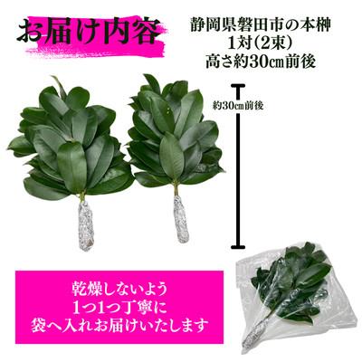 ふるさと納税 磐田市 静岡県産磐田市　出世榊　本榊　純国産　さかき1対(2束)※1日交換に間に合うように配送 |  | 01