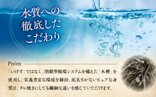 【全6回定期便】 鰻 美陵鰻の生鰻 4尾 / 美陵鰻 鰻 うなぎ ウナギ 蒲焼 蒲焼き かば焼き 白焼き 白焼 肉厚 うな重 うな丼 タレ 山椒 国産 スタミナ 土用 丑の日 土用の丑の日 贈答 ギフ