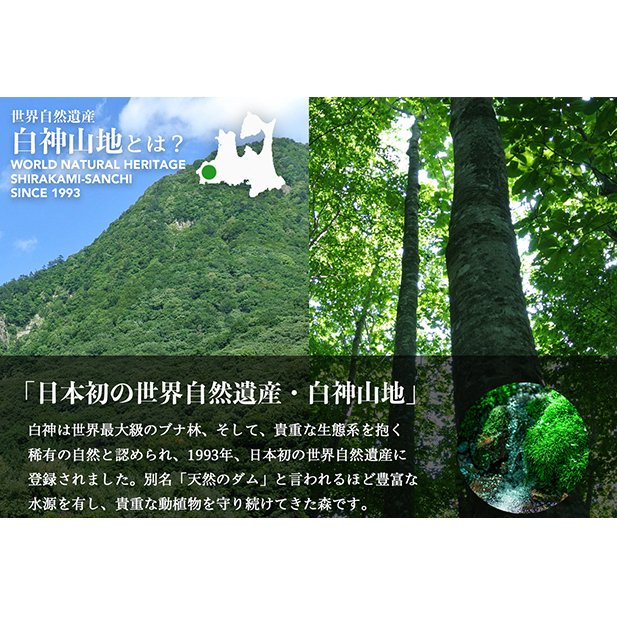 水 定期便 12ヶ月 白神山地の水 350ml×24本 ミネラルウォーター 350ミリリットル 軟水 超軟水 赤ちゃん 健康 お水 天然水 小さい ペットボトル 飲料 湧水 災害 防災 備蓄 備蓄水 