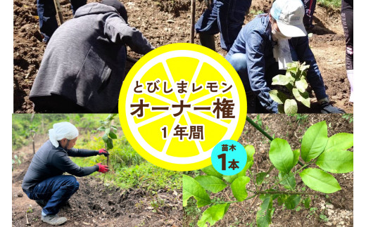 とびしまレモン苗木１本オーナー権１年間　とびしまレモン 檸檬 オーナー 苗木 とびしま 広島県 呉市 ku118-014-r
