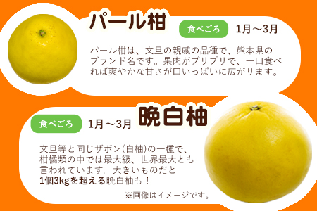【先行予約】柑橘詰め合わせセット 5種・10kg 柑橘
